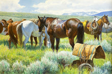 Diamond Tail, Wet Back